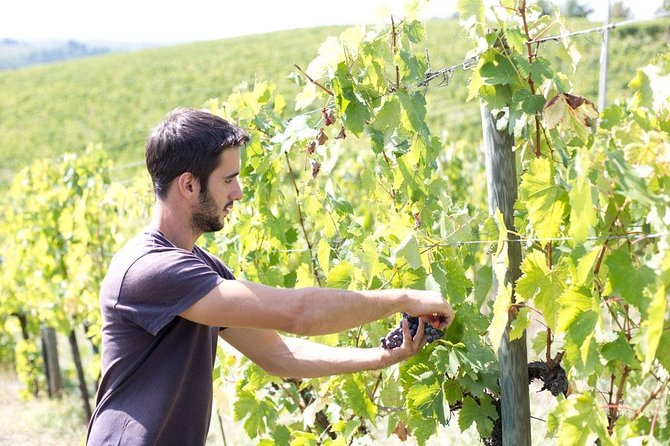 4 Wines Tasting with 2 Tuscan Cheeses & Tour at the winery - What you learn about IGT Toscana vs Chianti Classico and Riserva