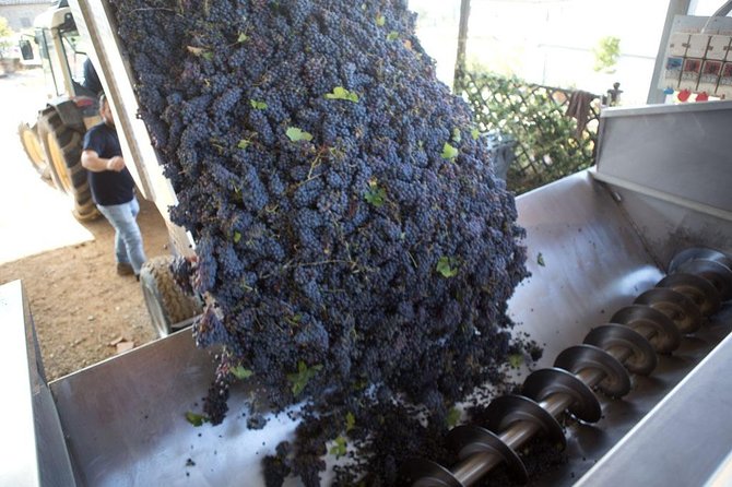 4 Wines Tasting with 2 Tuscan Cheeses & Tour at the winery - The vineyard walk: short, seasonal, and weather dependent