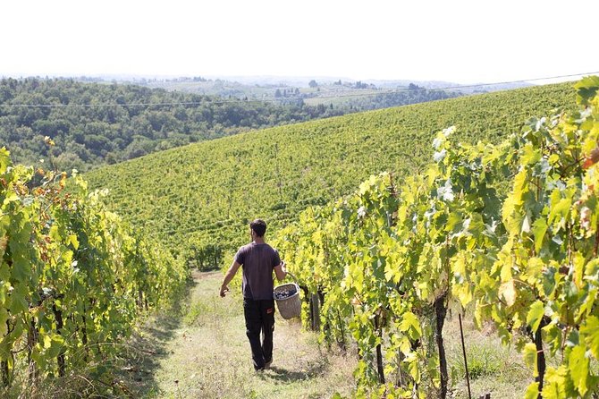 4 Wines Tasting with 2 Tuscan Cheeses & Tour at the winery - Price and value: what $44.55 buys you