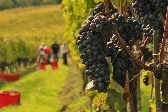 Brunello and Nobile, Wine Lover Tour Montalcino and Montepulciano - Key points to know before you go