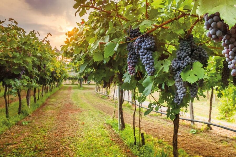 Chianti Countryside Full-Day Tour by Vintage Fiat 500 - Key things I’d plan around