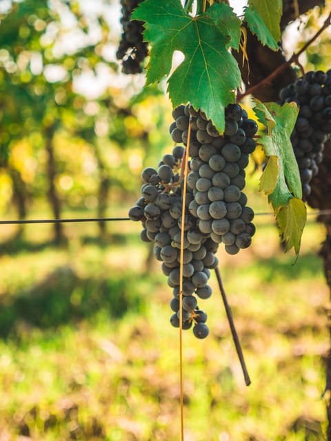 Chianti Organic wine tasting - Food Pairings from the Farm: Bread, Olives, Cheese, and Cold Cuts