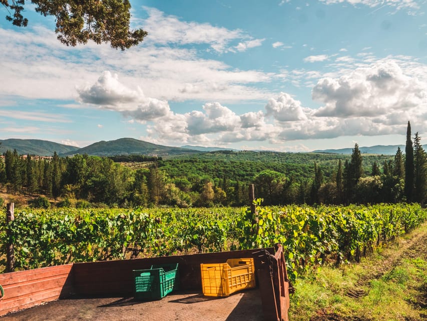 Chianti Organic wine tasting - Inside Torcibrencoli: Cellar Visits and the Wine-Making Process