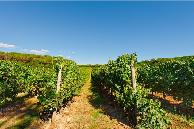 Chianti Region and San Gimignano including wine tasting and light lunch - Who should book this Chianti and San Gimignano tour