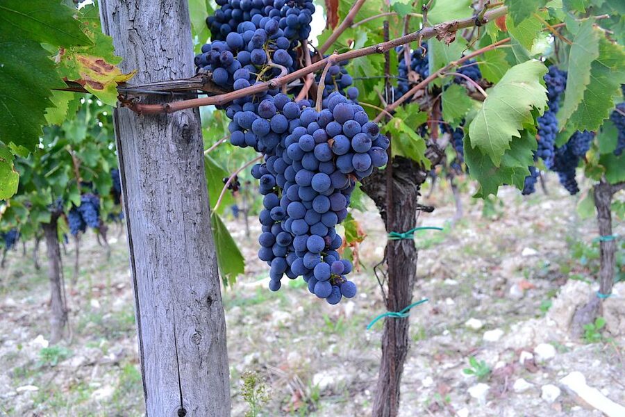 Chianti Rufina: Wine Tour in Castle & Historical Villa - Lunch Break With Local Tuscan Produce (Pasta, Cold Cuts, and Cheeses)