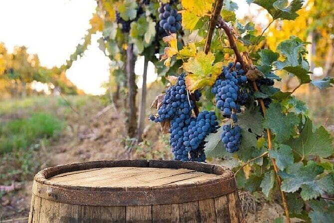 Chianti, San Gimignano and Siena Full Day Trip with Wine Tastings - Price and logistics: what feels like value, what to verify
