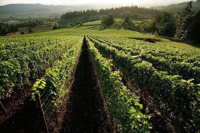 Chianti Vineyards Tours in Private Luxury Van from Florence - Your day in Chianti: how the route keeps it interesting