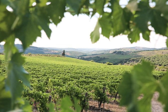 Chianti Wine Tour from Florence - Time, Language, and Group Vibes: How to Avoid Feeling Rushed