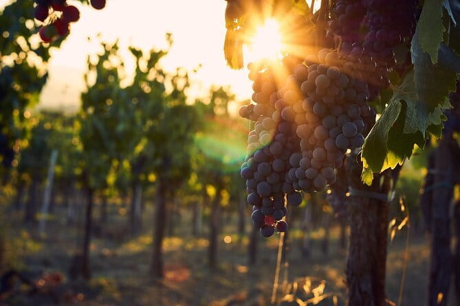 Discover Chianti: Half-Day Tour - Entering Chianti Hills With a Mercedes Minivan Comfort Setup
