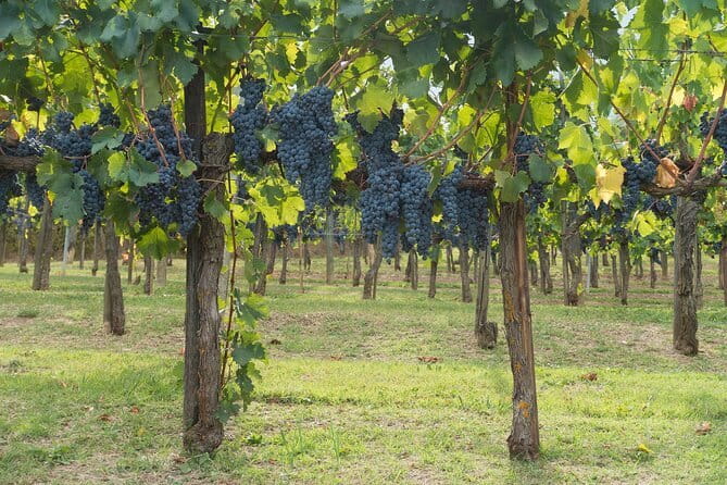 Discover Chianti: Half-Day Tour - Morning vs Afternoon Departure: Choose Based on Your Energy
