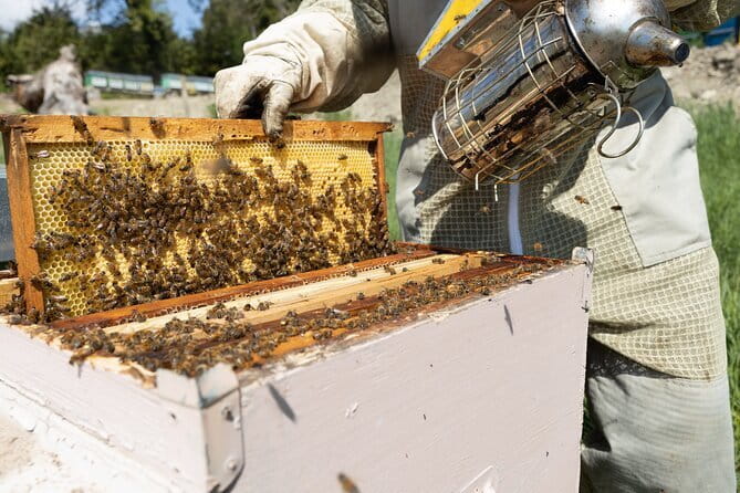 Discovering Bees in Volterra - Walking to the apiary: Volterra countryside, plus old tools you can actually see