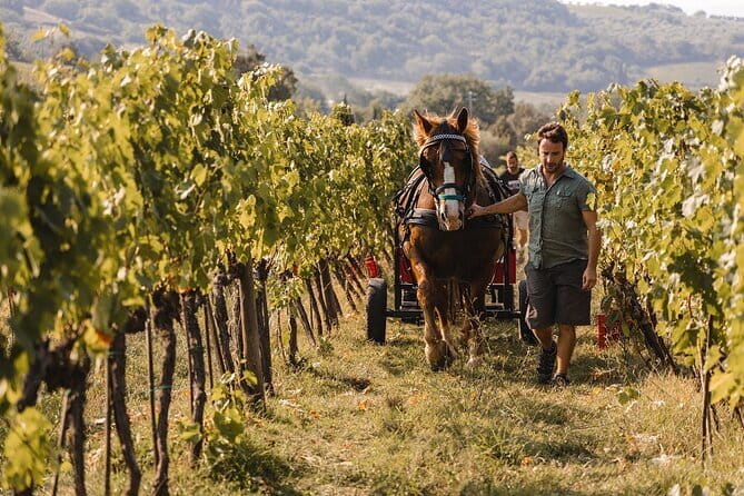 Exclusive Brunello di Montalcino tour from Florence - Florence pickup at 8:30 and the rhythm of an 11.5-hour day