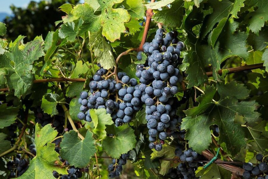 Exclusive Chianti Rufina Half-Day with lunch from Florence - Quick practical tips so you enjoy the day