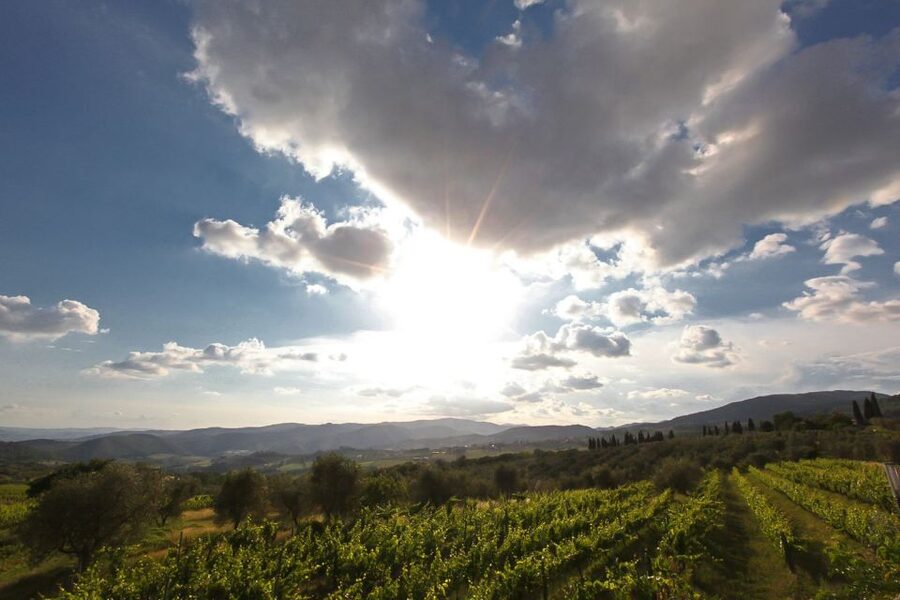 Exclusive Chianti Rufina Half-Day with lunch from Florence - Olive oil tasting: the surprise “bonus” that rounds out the region