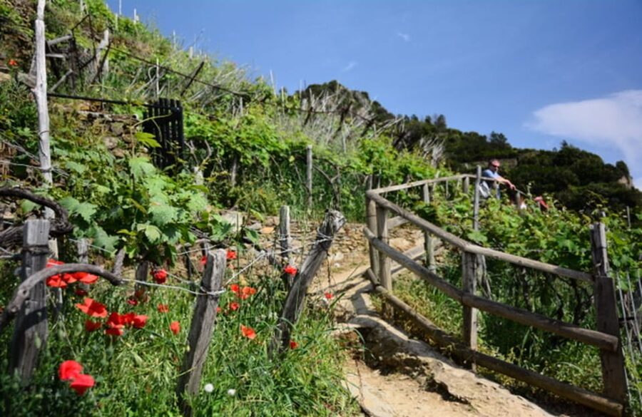 Exclusive Cinque Terre Day Trip from Florence - Who this tour is best for, and who should rethink it