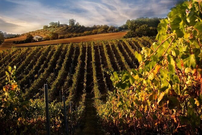 Exclusive Private Tuscany Wine Tour & Food Pairing Session - What you really get for $603.40 per person