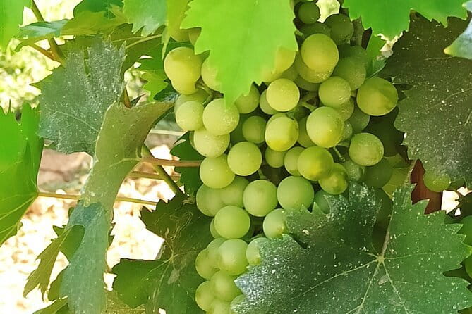 EXCLUSIVE Wine Tour in Chianti & San Gimignano (Lunch & Wine Tasting included) - Podere La Marronaia and Le Colonne: Biodynamic Farm Lunch You Can Taste