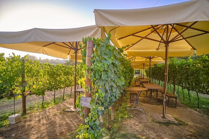 Exclusive Winery Tour with Tasting and Dinner in Chianti vineyard - Drive Into Chianti: How the Bus Time Shapes the Experience