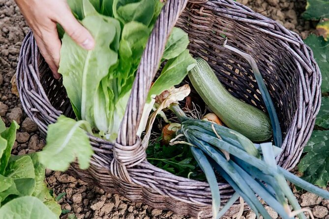 Farm To table Experience on an organic hilltop estate in Tuscany - After lunch freedom: garden time, the infinity pool, and a remote church