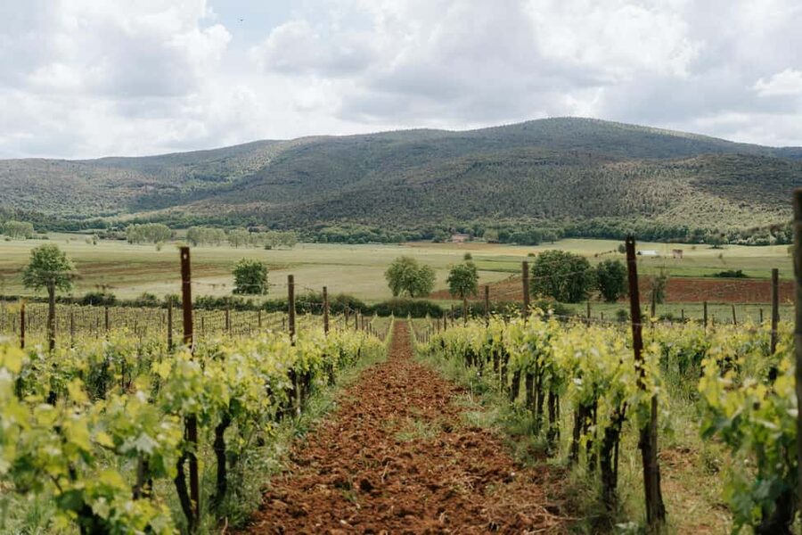 Florence: Best of Tuscany – Siena, Chianti & San Gimignano - Chianti Hills: the family vineyard tour and cellar time that makes lunch feel special