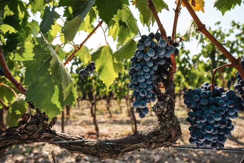 Florence: Chianti Vineyards Tour with Wine Tasting & Dinner - Practical fit: who should book, and who should rethink