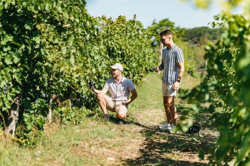 Florence: Chianti Wineries Tour with Wine Tasting - Buying Wine: Bottles, Boxes, and Shipping Options