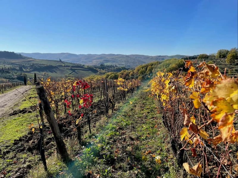 Florence: Hiking Tuscany & Chianti wine 3 wineries and lunch - Walking through olive groves toward stop 2: the day shifts gears