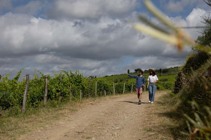 Florence: Hiking Tuscany & Chianti wine 3 wineries and lunch - Winery stop 3, the hilltop viewpoint: modern techniques meet old know-how