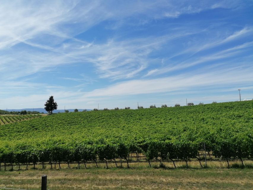 Florence: Private Vintage Fiat500 Countryside & Winery Lunch - The Tuscan lunch: what you’ll eat and why it’s part of the value