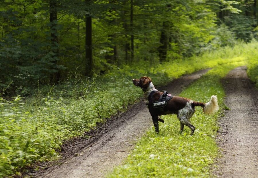 Florence: Tuscany Truffle Hunt Culinary Adventure Tour - Logistics in Real Life: Pickup Timing, Comfort, and Smooth Flow