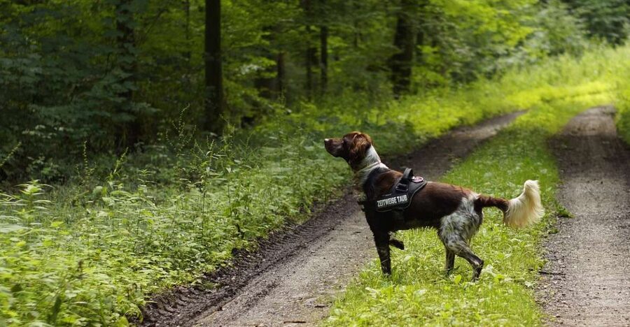 Florence: Tuscany Truffle Hunt Culinary Adventure Tour - The Farm Meet-Up and How Truffle Hunting Actually Works