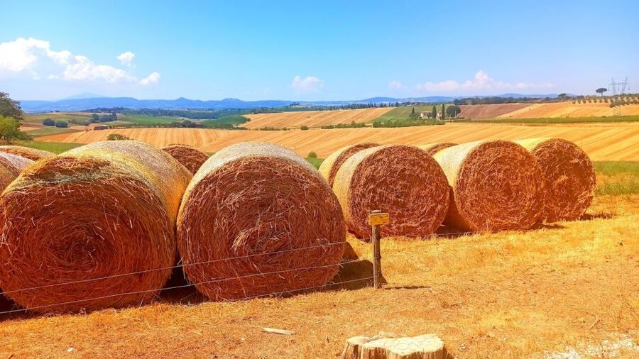 Florence: Volterra & San Gimignano Wine Tour with Lunch - Who this tour suits best, and who should consider other options
