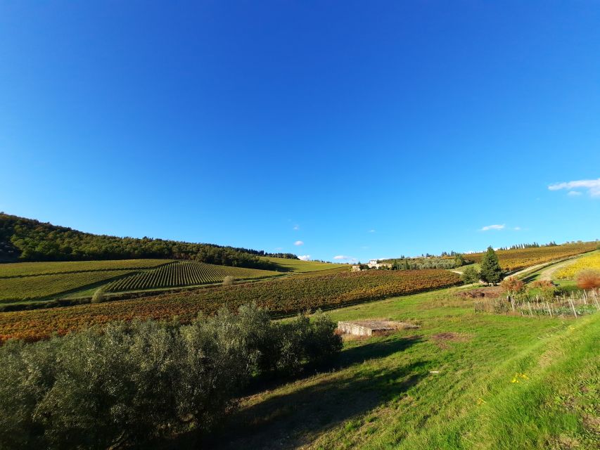 Florence Wine Tour with Traditional Lunch, Private Winery - Quick Take: What You’ll Love and What to Watch