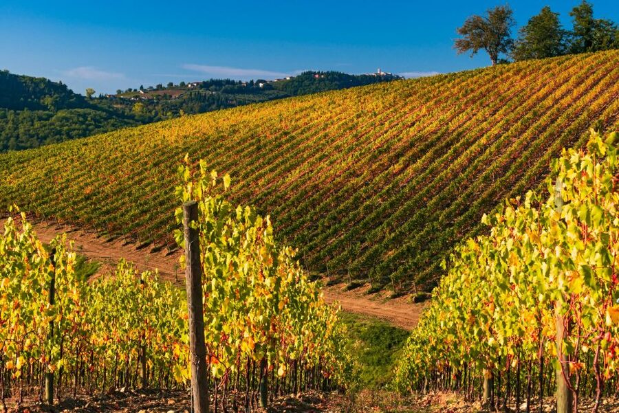 From Florence: Chianti Hills Half-Day Tour with Wine Tasting - 7 wines plus a structured tasting room experience