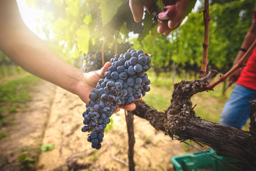 From Florence: Chianti, Montalcino & Montepulciano - Minivan - Key Things I’d Prioritize on This Tour