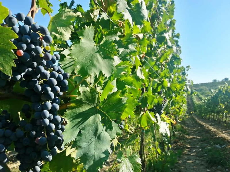 From Florence: Chianti Self-Guided Vespa Tour with Lunch - Montefioralle stop: where you slow down and walk the stones