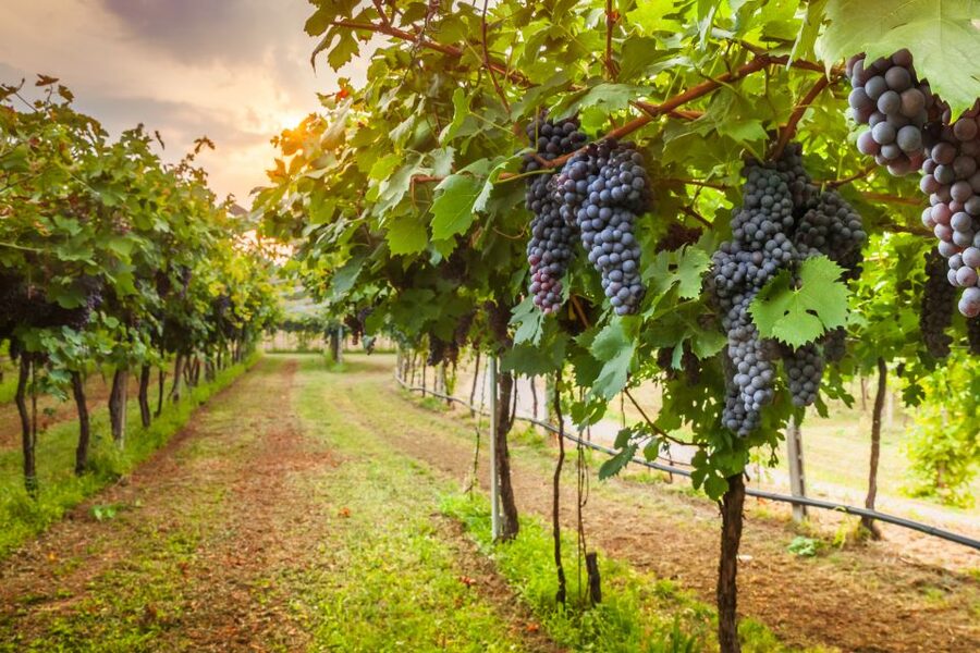From Florence: Chianti Wine Tour with Tasting - Tips to Get More Out of Your Day