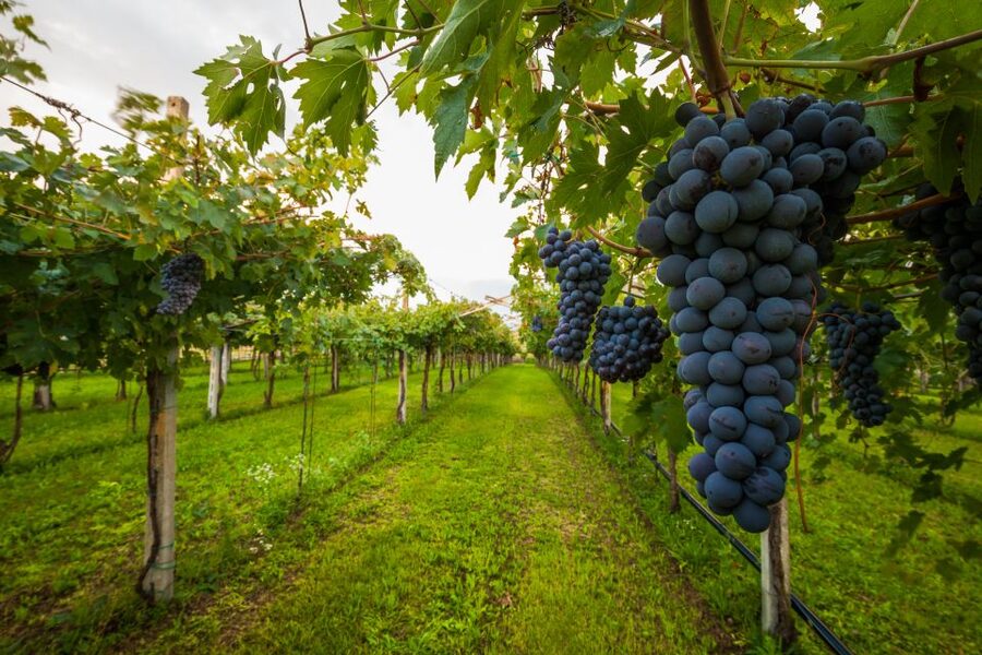 From Florence: Chianti Wine Tour with Tasting - Stop One: A Rustic Winery, Cellars, and Your First Chianti Taste