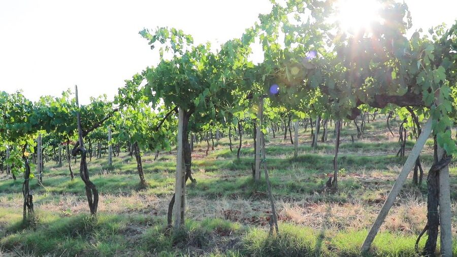 From Florence: Chianti Wine Tour with Tastings - Stop 2 in the Chianti hills: vineyard walk, cellars, aromatic garden