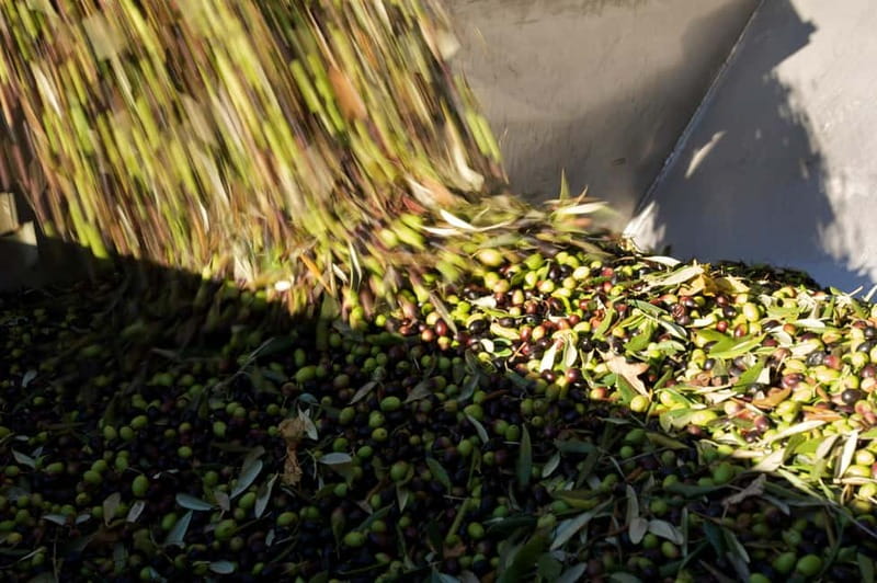 From Florence: Olive Oil Mill Tour and Tasting in Fiesole - The Zero-Emission System: Olive Oil With a Climate Angle