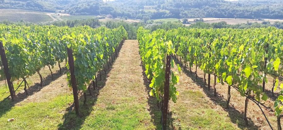 From Florence: Pisa/Chianti Half Day Tour with Wine Tasting - Key points I’d pencil in first