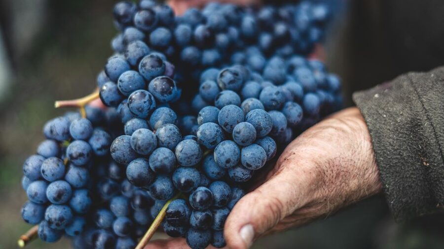 From Florence: Private Chianti Hills Tour with Tasting - Should you book this Chianti tour from Florence?