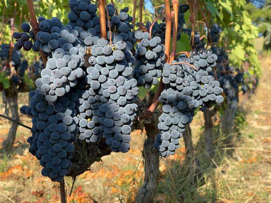 From Florence: Private Half-Day Chianti Tour & Wine Tasting - The Scenic Drive Part You Will Actually Appreciate