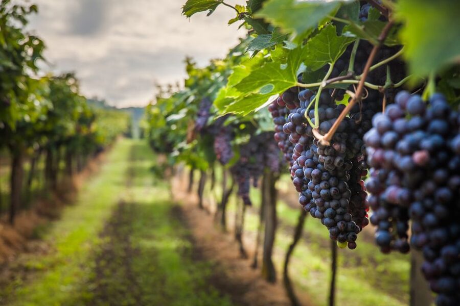 From Florence: Semi Private Deep Wine Chianti San Gimignano - Who this tour suits best