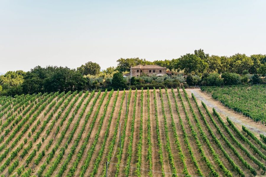 From Florence: Small Group Wine Tasting Tour to Tuscany - What you actually taste: the six-tasting format