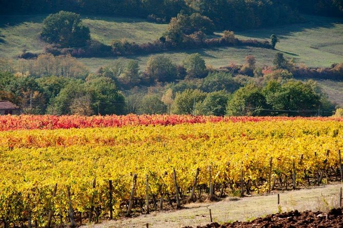 From Florence to Chianti Rufina: Wine Tasting Experience - The guided route: garden views and an ancient cellar with family roots