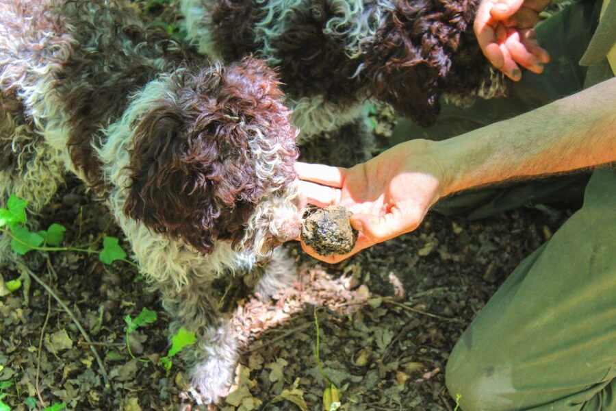 From Florence: Truffle Hunting with Lunch & Transportation - Florence to Tenuta Torciano Winery, without the driving headache