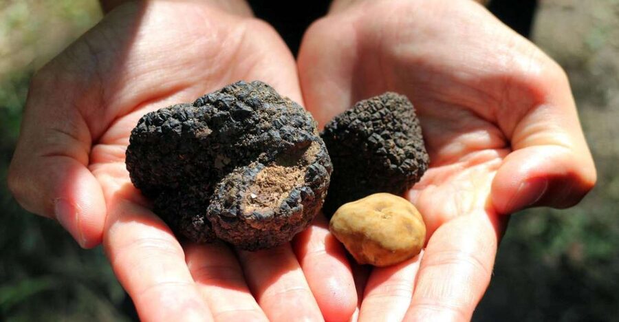 From Florence: Truffle Hunting with Lunch & Transportation - Who this tour suits best