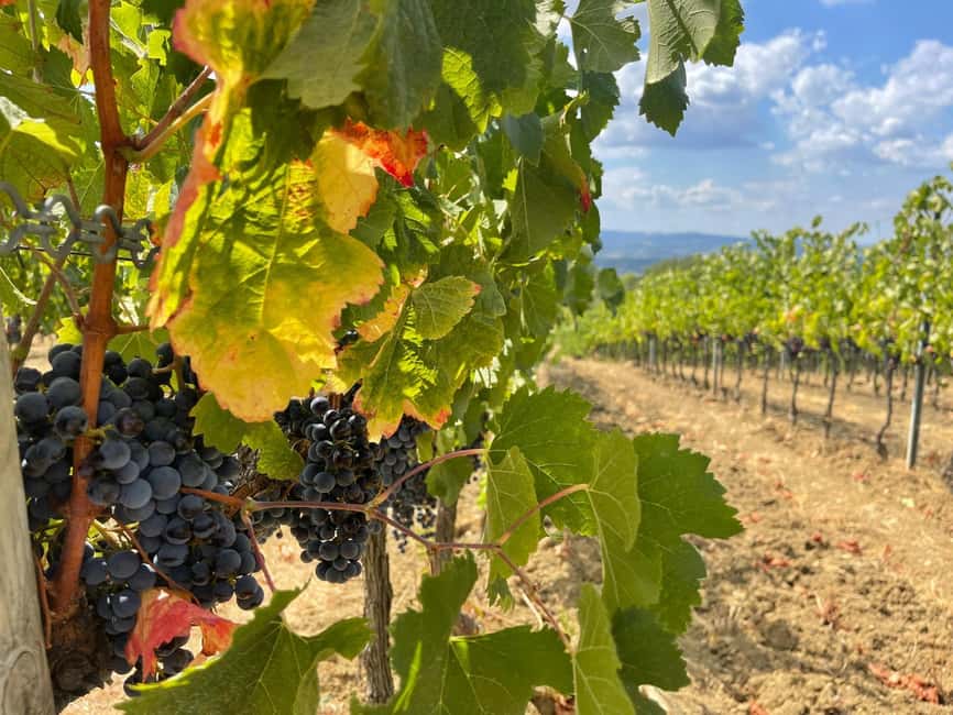 From Florence: Tuscany & San Gimignano Tour with 2 Tastings - Getting to Piazza della Calza (and Finding Your Purple Shirt)