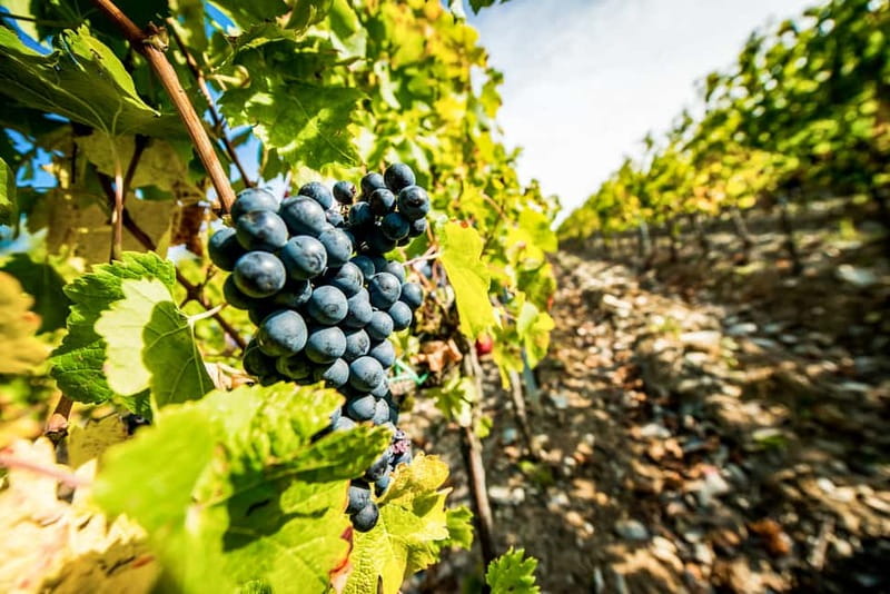 From Florence: Tuscany Wine & Food Tour with Guide - The Chianti Drive from Florence: Wi-Fi On Board and Motion Reality